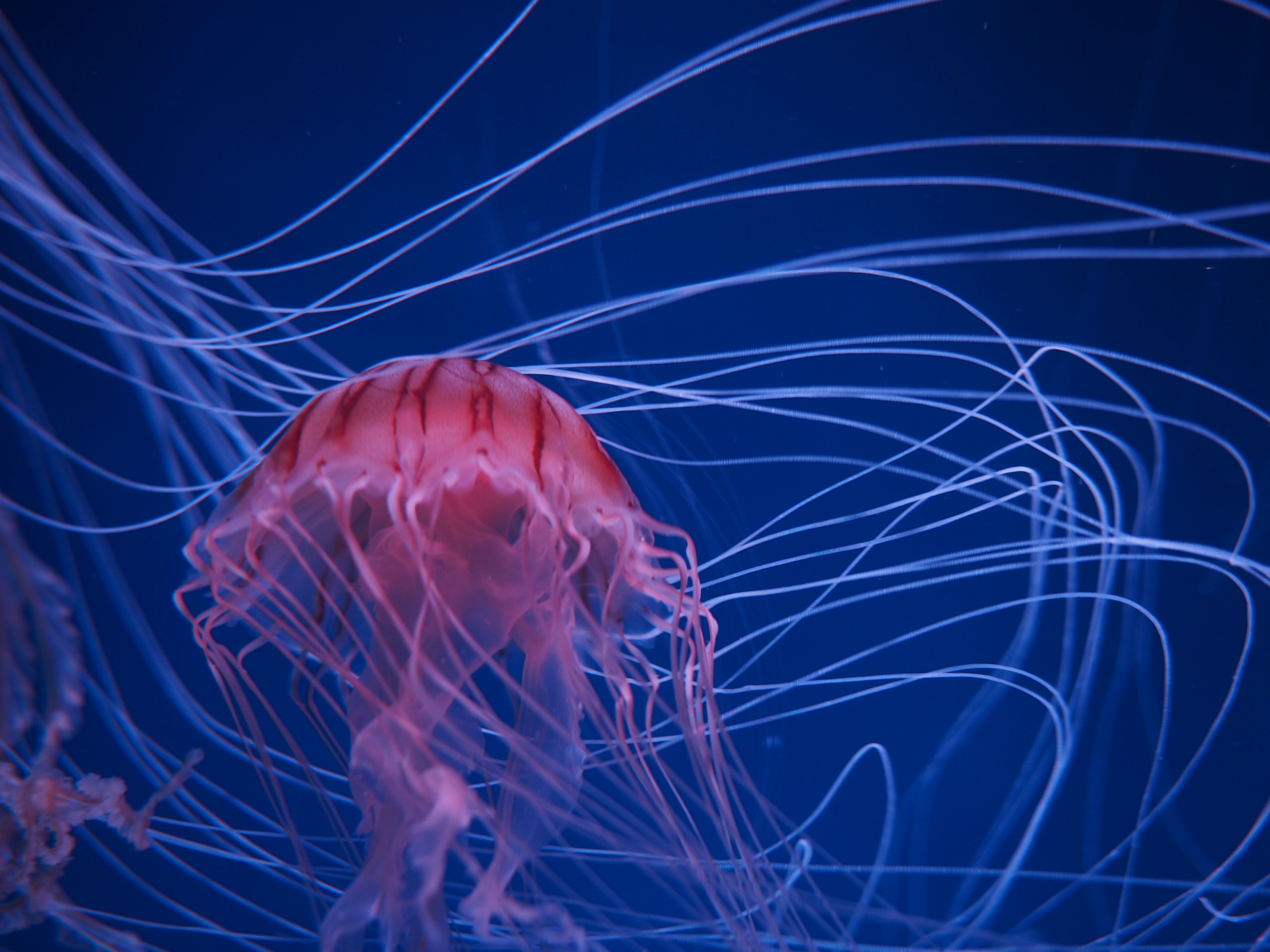 Openvpn Azureでクラウド開発環境を作る Nmomo S